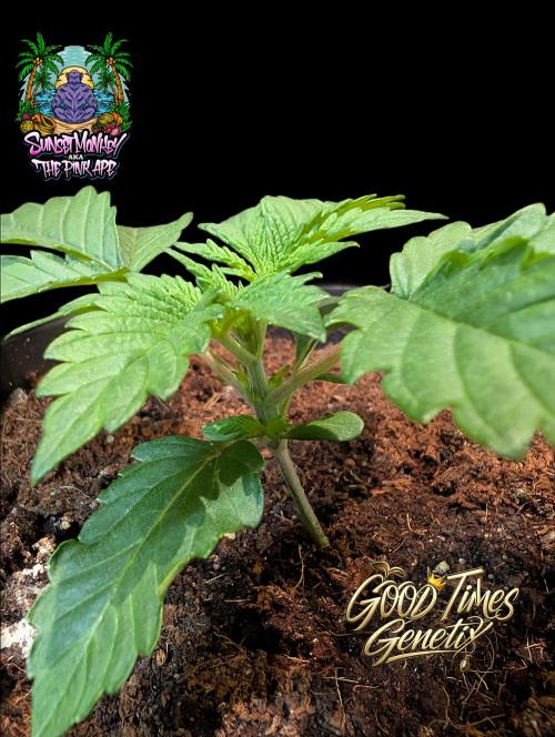 Sunset Monkey-Good Times Genetix-Wdfx. Week 2
