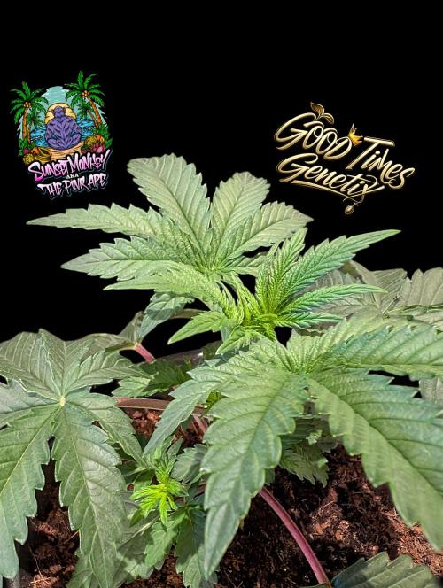 Sunset Monkey-Good Times Genetix-Wdfx. Week 3