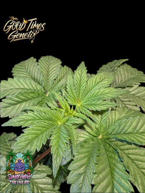 Sunset Monkey-Good Times Genetix-Wdfx. Week 3