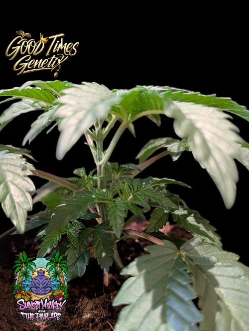 Sunset Monkey-Good Times Genetix-Wdfx. Week 3