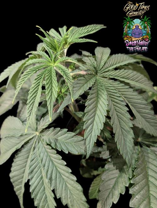 Sunset Monkey - Good Times Genetix - BTN. Week 4