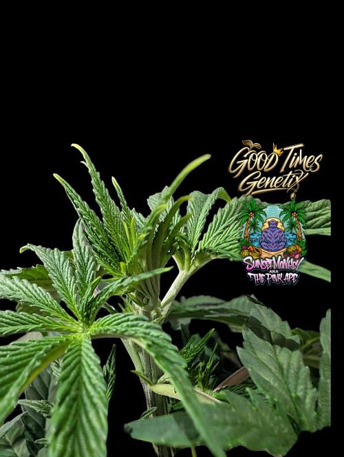 Sunset Monkey - Good Times Genetix - BTN. Week 4