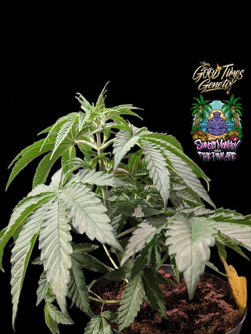 Sunset Monkey - Good Times Genetix - BTN. Week 4