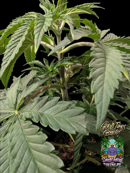 Sunset Monkey - Good Times Genetix - BTN. Week 4