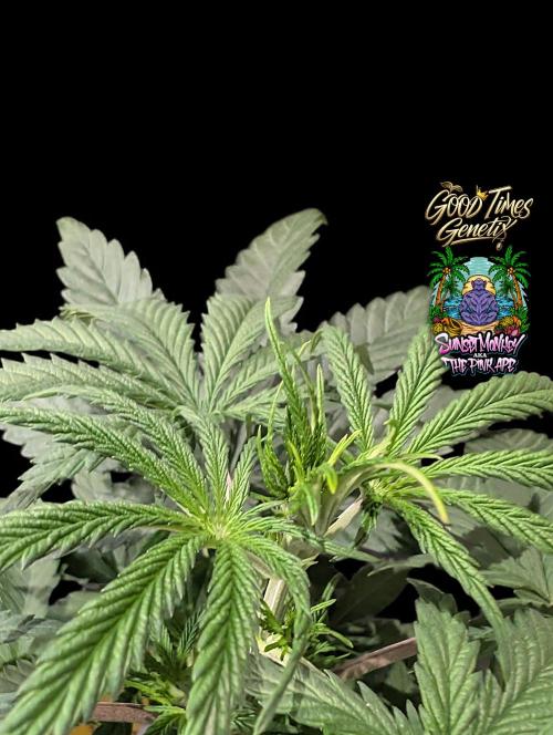 Sunset Monkey-Good Times Genetix-Wdfx. Week 4