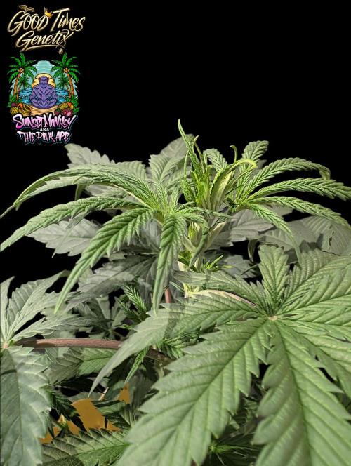 Sunset Monkey-Good Times Genetix-Wdfx. Week 4