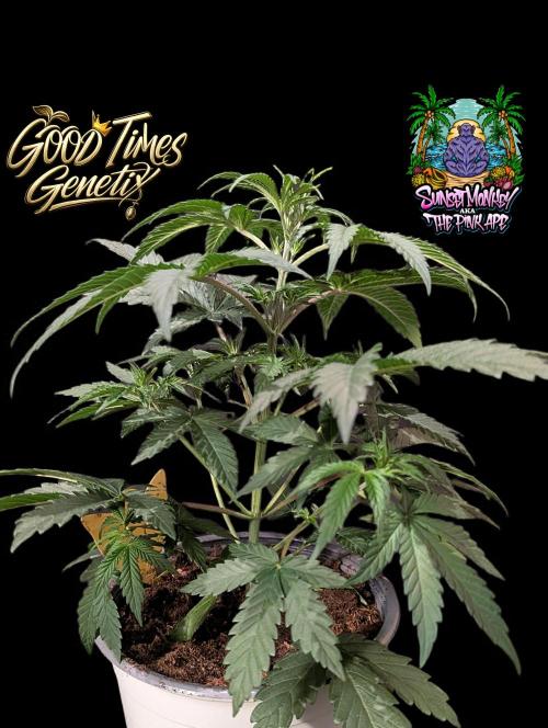 Sunset Monkey-Good Times Genetix-Wdfx. Week 4