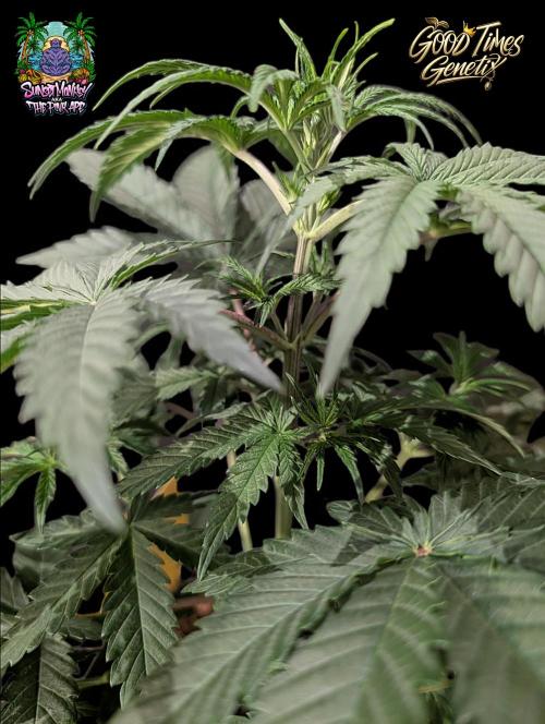 Sunset Monkey-Good Times Genetix-Wdfx. Week 4