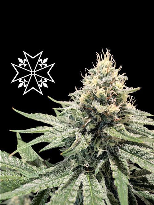 Aficionado Special - UNKNOWN - Bio Tabs. Week 10