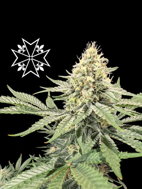Aficionado Special - UNKNOWN - Bio Tabs. Week 10