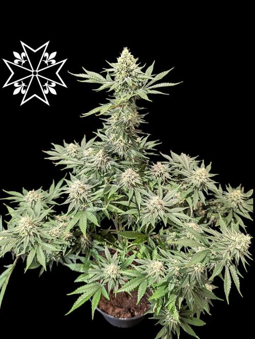 Aficionado Special - UNKNOWN - Bio Tabs. Week 10