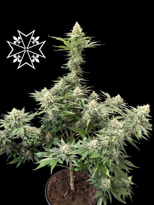 Aficionado Special - UNKNOWN - Bio Tabs. Week 10