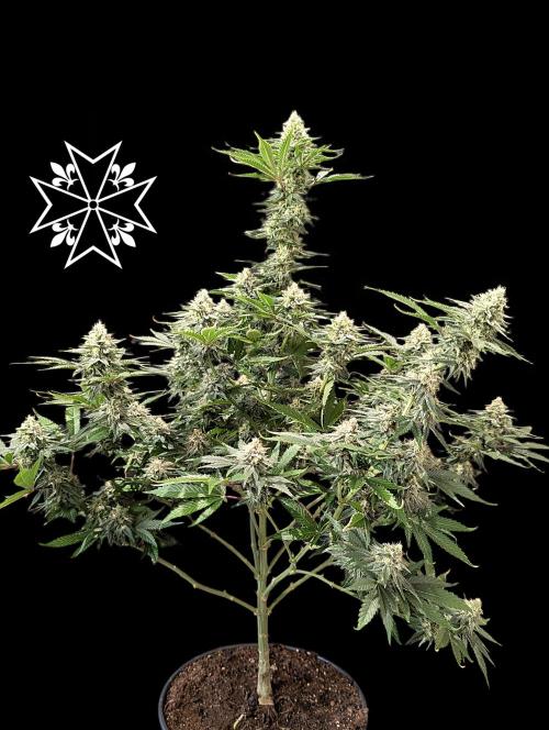 Unknown Mary Jane Free Seed. Week 10