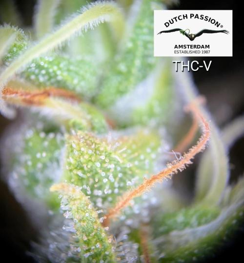THC - Victory #2 - Sponsored by Biotabs. Week 17