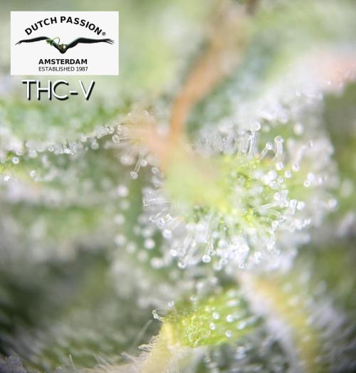 THC - Victory #2 - Sponsored by Biotabs. Week 17