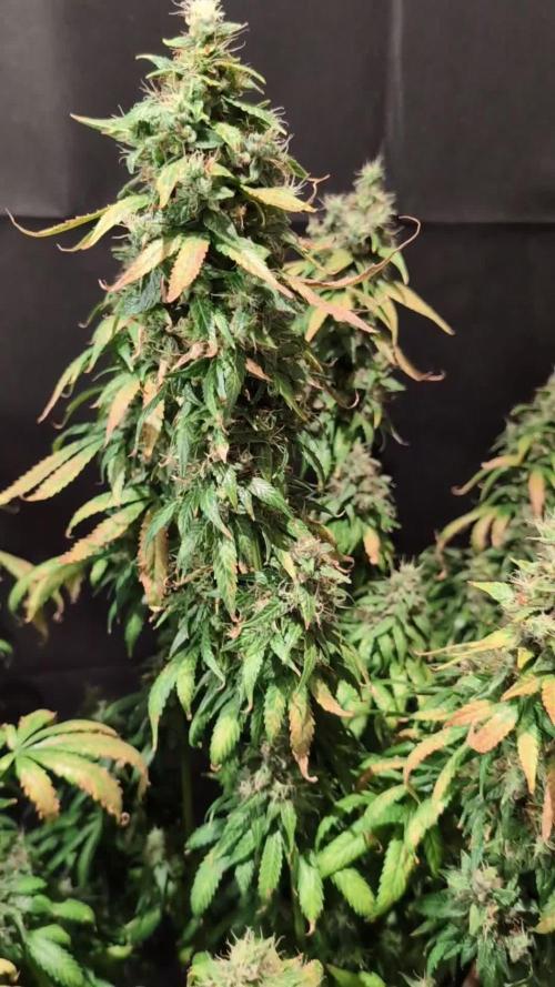 THC - Victory #2 - Sponsored by Biotabs