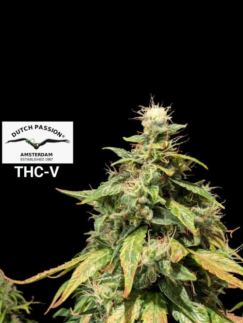 THC - Victory #2 - Sponsored by Biotabs. Week 17
