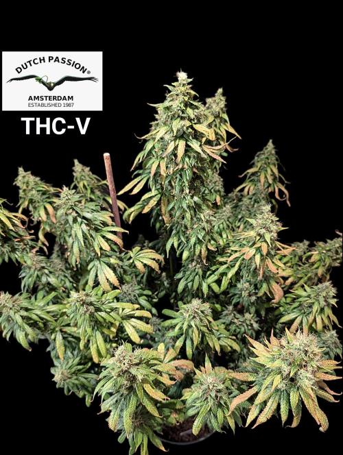 THC - Victory #2 - Sponsored by Biotabs. Week 17