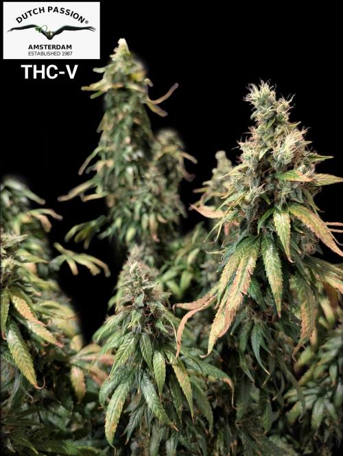 THC - Victory #2 - Sponsored by Biotabs. Week 17