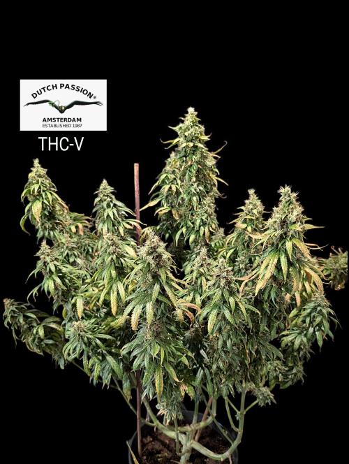 THC-Victory. Week 17