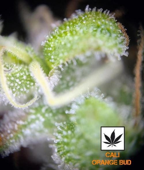 Cali Orange Bud - BioTabs.nl Grow. Week 15