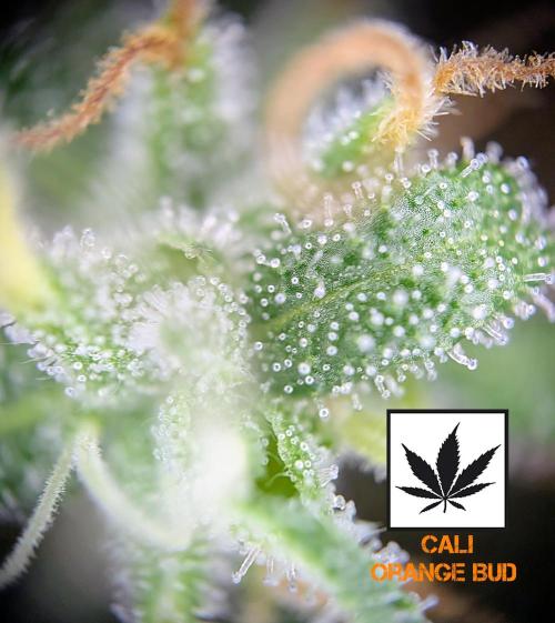 Cali Orange Bud - BioTabs.nl Grow. Week 15