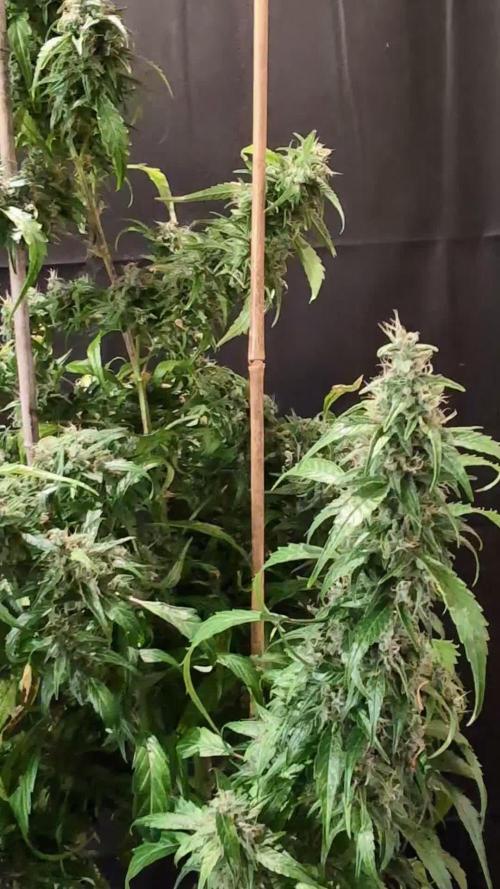 Cali Orange Bud - BioTabs.nl Grow
