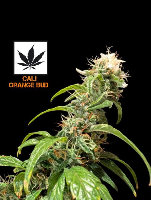 Cali Orange Bud - BioTabs.nl Grow. Week 15