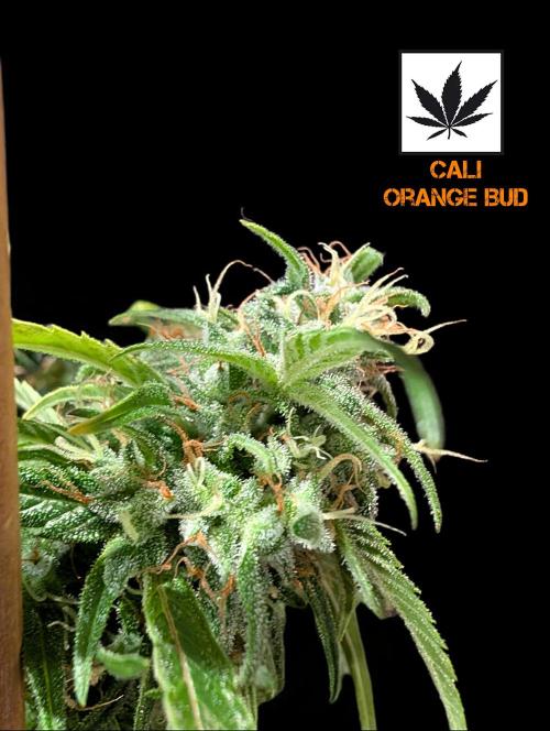 Cali Orange Bud - BioTabs.nl Grow. Week 15