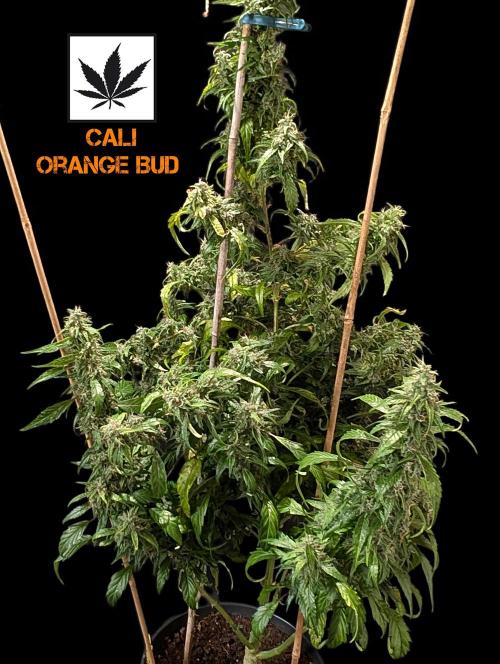 Cali Orange Bud - BioTabs.nl Grow. Week 15