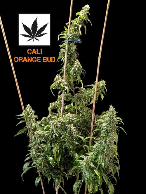 Cali Orange Bud - BioTabs.nl Grow. Week 15