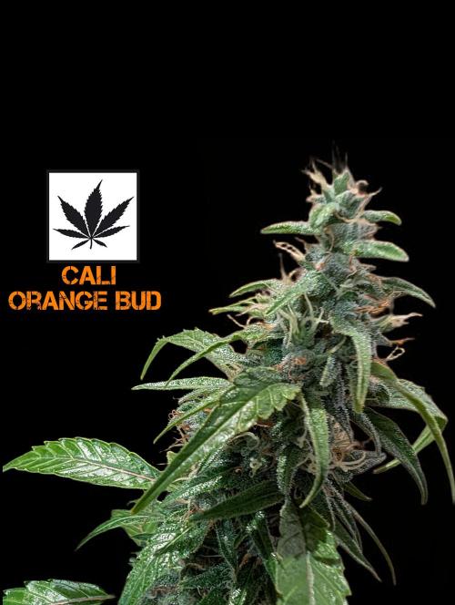 Cali Orange Bud. Week 15
