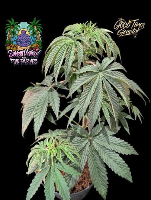 Sunset Monkey - Good Times Genetix - BTN. Week 5