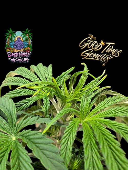 Sunset Monkey - Good Times Genetix - BTN. Week 5