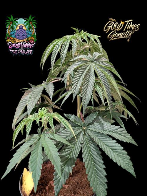 Sunset Monkey - Good Times Genetix - BTN. Week 5