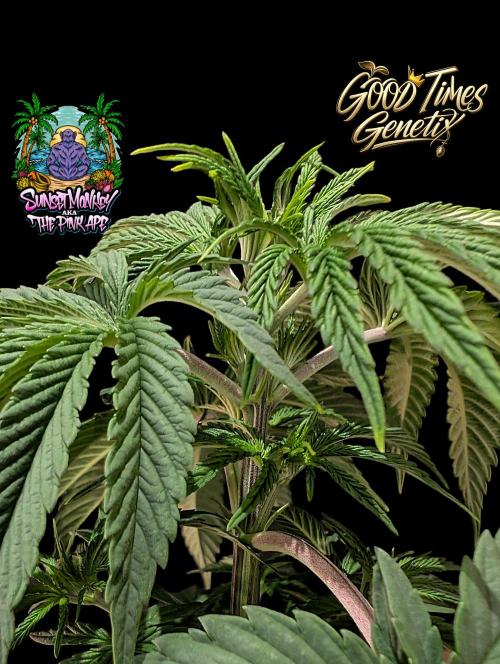 Sunset Monkey - Good Times Genetix - BTN. Week 5