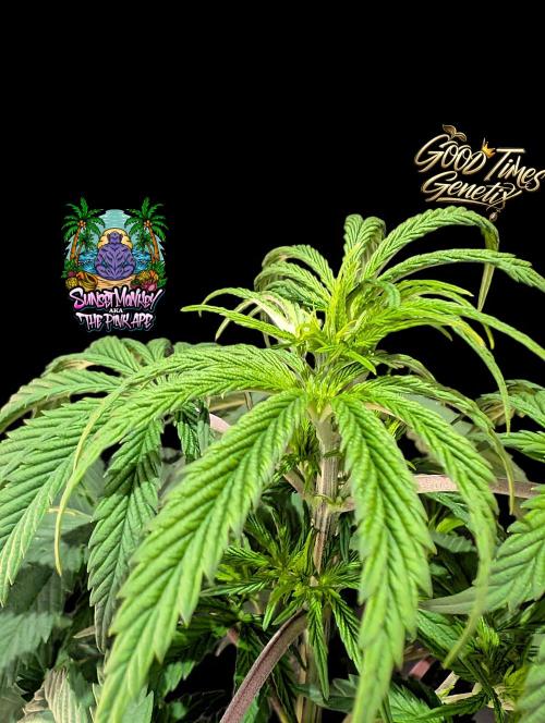 Sunset Monkey-Good Times Genetix-Wdfx. Week 5