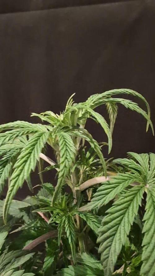Sunset Monkey-Good Times Genetix-Wdfx