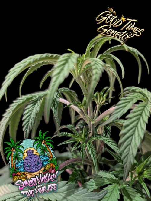 Sunset Monkey-Good Times Genetix-Wdfx. Week 5