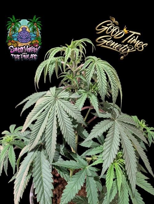 Sunset Monkey-Good Times Genetix-Wdfx. Week 5