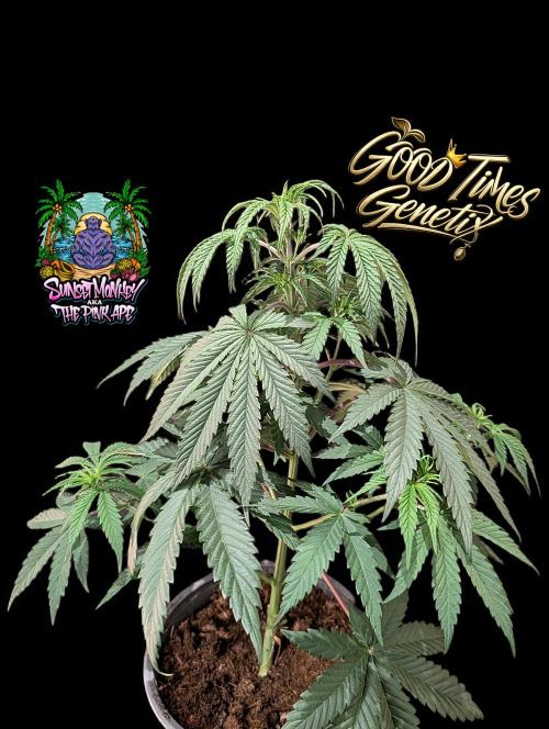 Sunset Monkey-Good Times Genetix-Wdfx. Week 5