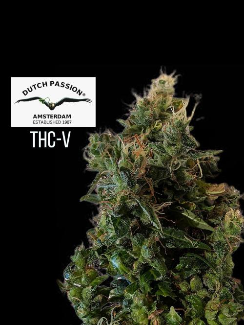THC - Victory #2 - Sponsored by Biotabs. Week 18