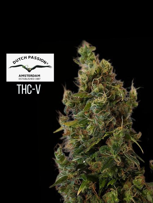 THC - Victory #2 - Sponsored by Biotabs. Week 18