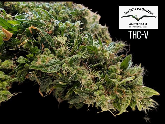THC - Victory #2 - Sponsored by Biotabs. Week 18