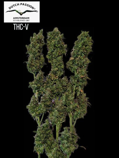 THC - Victory #2 - Sponsored by Biotabs. Week 18