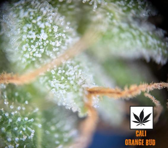 Cali Orange Bud - BioTabs.nl Grow. Week 16
