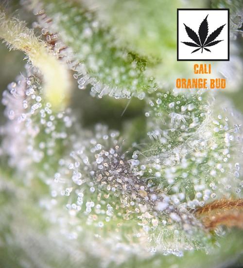 Cali Orange Bud - BioTabs.nl Grow. Week 16