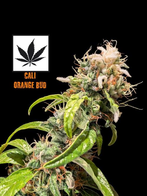 Cali Orange Bud - BioTabs.nl Grow. Week 16