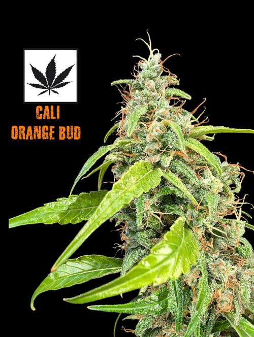 Cali Orange Bud - BioTabs.nl Grow. Week 16