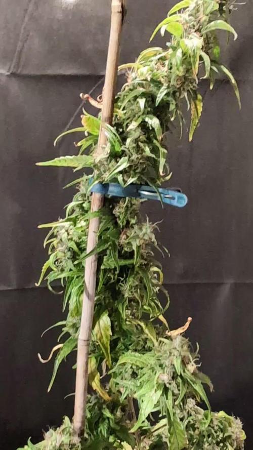 Cali Orange Bud - BioTabs.nl Grow